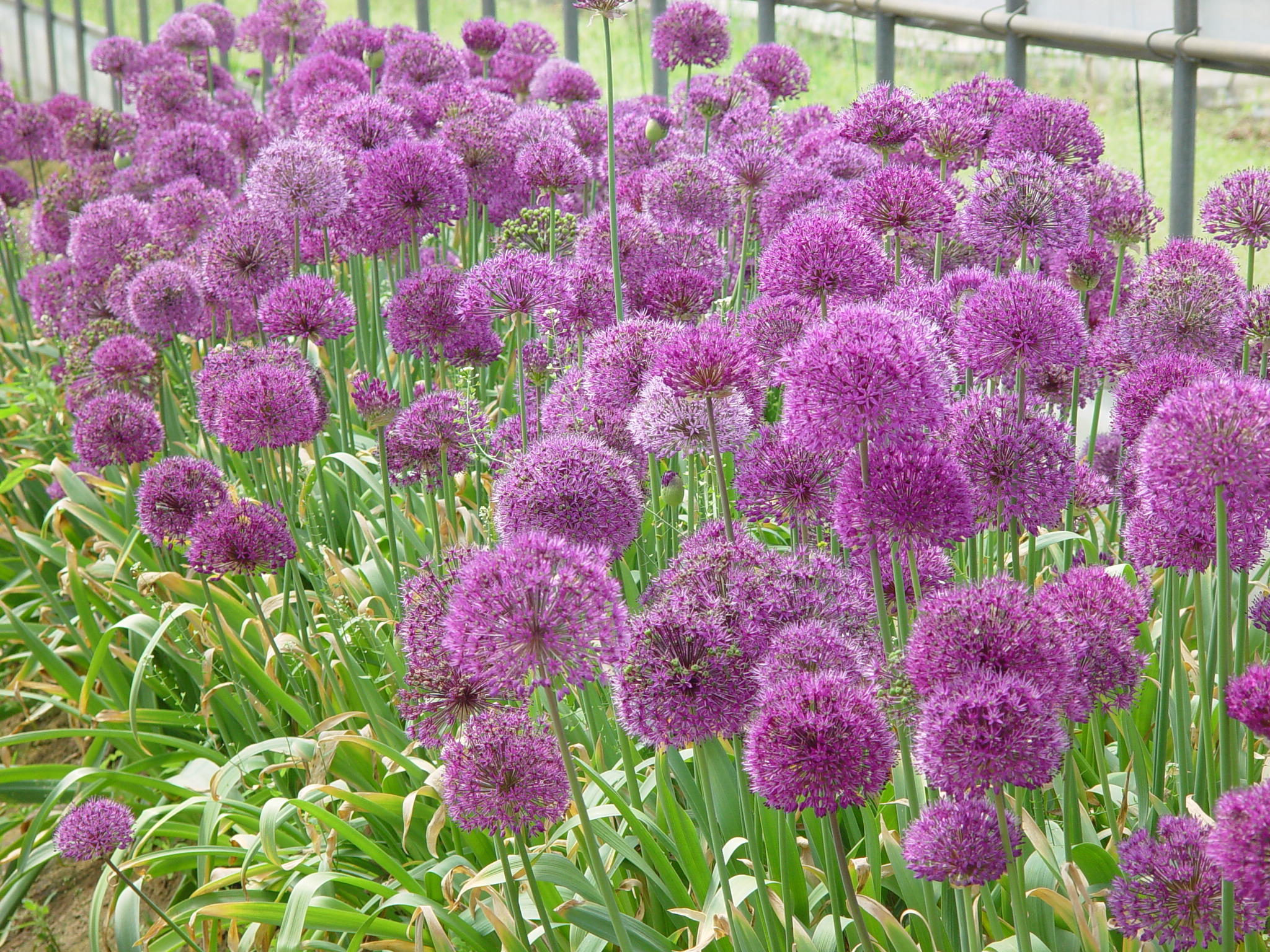 Allium hollandicum 'Purple Sensation'
